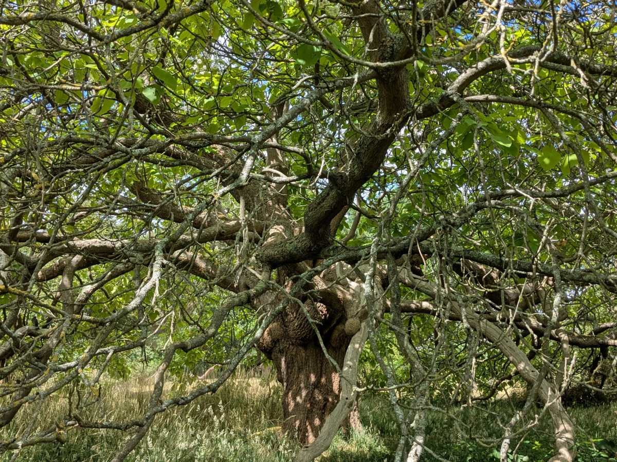 Celebrating ADD-TREES